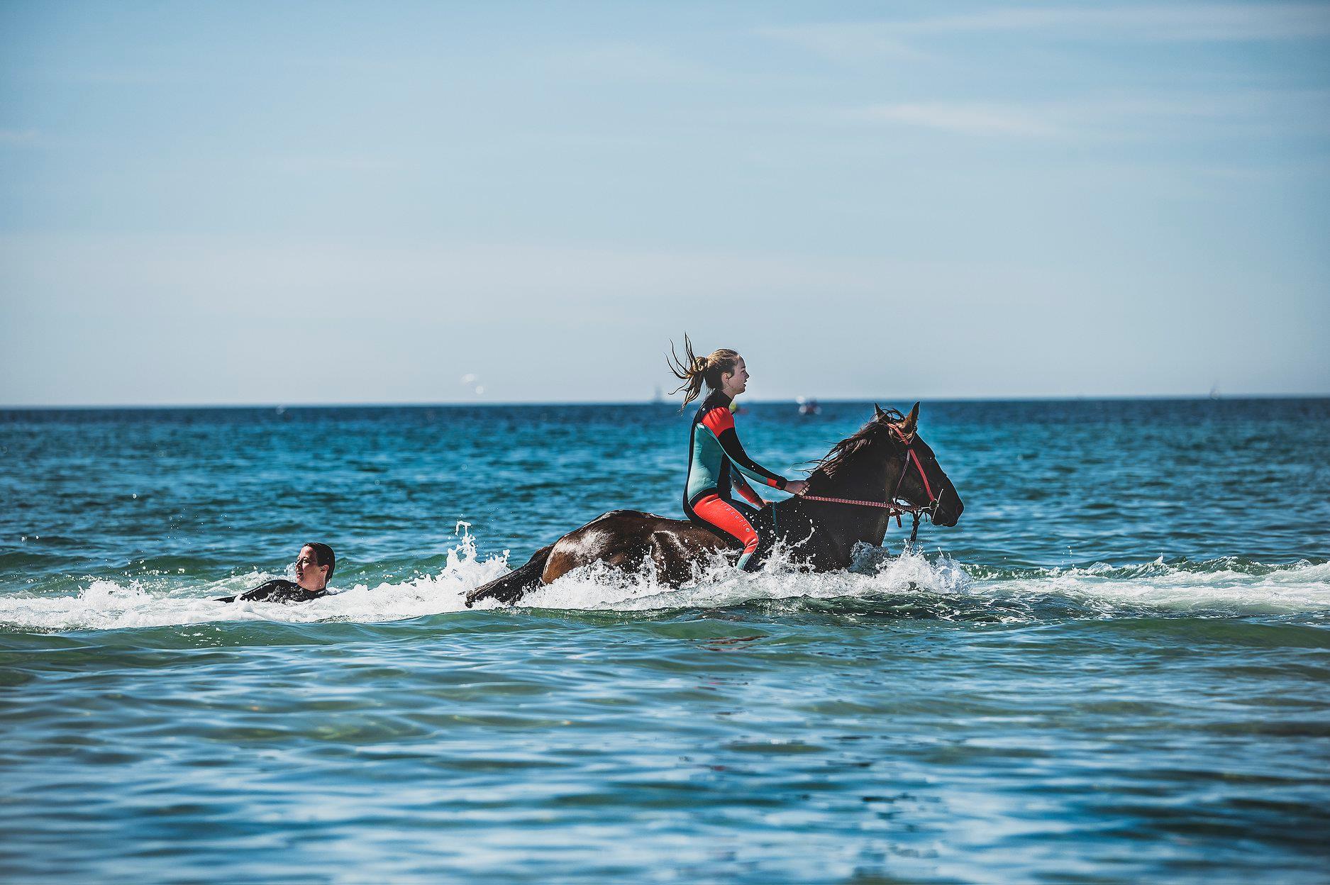 Cornwall Swimming Horses